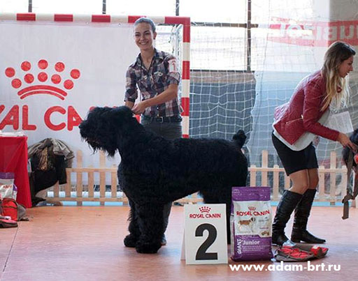 Adam Racy Style RUSSKIY BOGATYR  THE CANDIDATE TO YOUNG CHAMPIONS OF NATIONAL CLUB OF BREED BULGARIA!!!